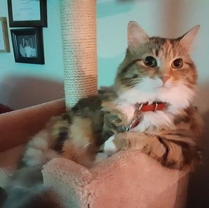 Meet your Posher, Dorothy